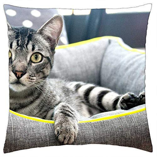 LESGAULEST Throw Pillow Cover -24x24 inch- - Cat Feline Animal Pet Cute Cat Cute Animals Kitty LESGAULEST Throw Pillow Cover -24x24 inch- - Cat Feline Animal Pet Cute Cat Cute Animals Kitty