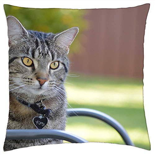 LESGAULEST Throw Pillow Cover -24x24 inch- - Cat Feline Pussy Animal Kitten Kitty Pet LESGAULEST Throw Pillow Cover -24x24 inch- - Cat Feline Pussy Animal Kitten Kitty Pet