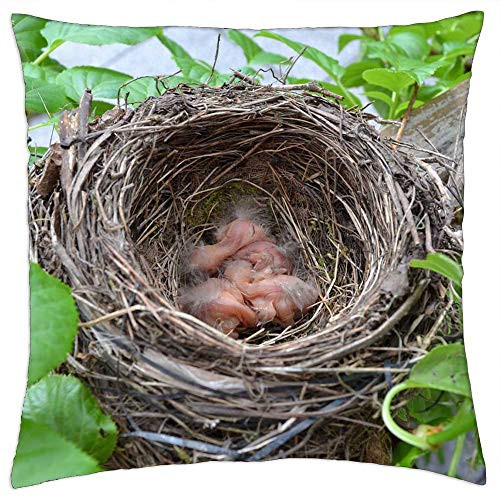 LESGAULEST Throw Pillow Cover -24x24 inch- - Bird Nest Chicks Hatch Bird Breeding Small Bird