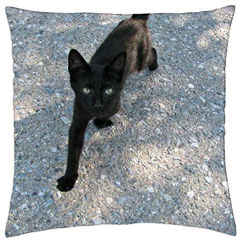 LESGAULEST Throw Pillow Cover -24x24 inch- - Cat Kitty Kitten Little Young Tiny Feline Pet 1 LESGAULEST Throw Pillow Cover -24x24 inch- - Cat Kitty Kitten Little Young Tiny Feline Pet 1