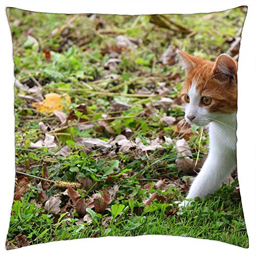 LESGAULEST Throw Pillow Cover -24x24 inch- - Cat Kitten Feline Pet Animal Kitty Field Grass LESGAULEST Throw Pillow Cover -24x24 inch- - Cat Kitten Feline Pet Animal Kitty Field Grass