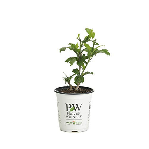 Azurri Blue Satin Rose of Sharon -Hibiscus- Live Shrub Blue Flowers 4.5 in. Quart Azurri Blue Satin Rose of Sharon -Hibiscus- Live Shrub Blue Flowers 4.5 in. Quart