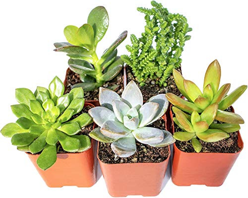 Altman Plants Succulent -5 Pack- Assorted Potted Cacti Soil Mix Cactus Live Indoor Plants Altman Plants Succulent -5 Pack- Assorted Potted Cacti Soil Mix Cactus Live Indoor Plants
