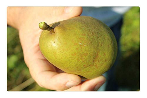 LESGAULEST Doormat Floor Rug-Mat -23.6 x 15.7 inch- - Pear Hand Fruit Man Nature Autumn Pick
