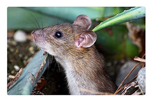 LESGAULEST Doormat Floor Rug-Mat -23.6 x 15.7 inch- - Mouse Nager Animal Cute Rodent Brown Nature