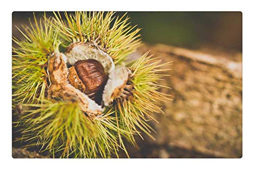 LESGAULEST Doormat Floor Rug-Mat -23.6 x 15.7 inch- - Chestnut Autumn Picks Nature Spines Open Macro LESGAULEST Doormat Floor Rug-Mat -23.6 x 15.7 inch- - Chestnut Autumn Picks Nature Spines Open Macro
