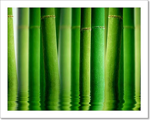 Barewalls Bamboo Forest with Water Reflection Paper Print Wall Art -8in. x 10in.-