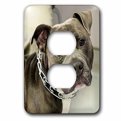 3dRose LSP_173653_6 Pit Bull with Chain Collar Outlet Cover