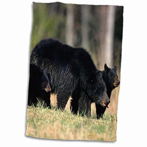 3D Rose Black Bear Female with Two Cubs-Smoky Mountains National Park Hand Towel 15" x 22"
