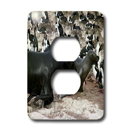 3dRose lsp_4683_6 Sea Lion Family 2 Plug Outlet Cover
