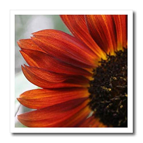 3D Rose Red Sunflower Close Up Iron On Heat Transfer 6 x 6 White