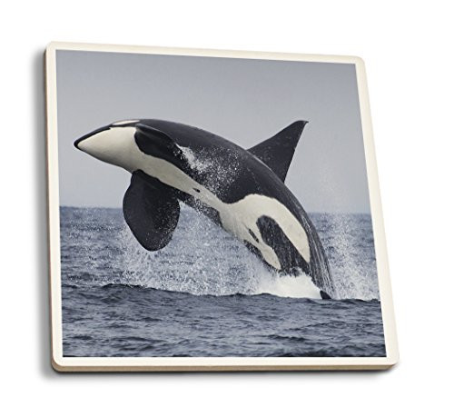 Lantern Press Orca Jumping -Set of 4 Ceramic Coasters Cork-Backed Absorbent-