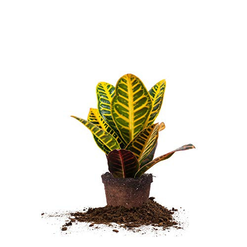 Perfect Plants Croton Petra - Codiaeum Variegatum - Live Indoor Houseplant - Exotic Home Décor 6in. Grower's Pot