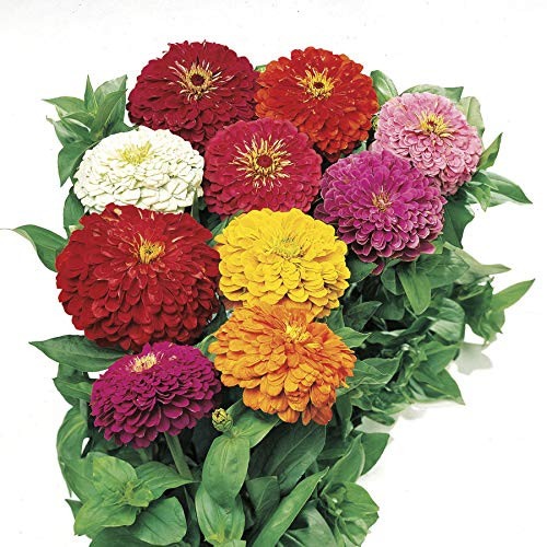 Park Seed Park's Picks Zinnia Seeds Collection Includes 7 Packs with 50 Seeds in a Pack