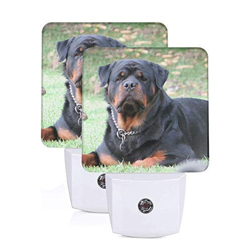 2pcs Rottweilers Night Light Light Night Plug-in Lamp Led Night Lights Auto Dusk to Dawn Sensor Lamp for Bedroom Bathroom Kitchen Corridor Stairs?Rottweilers Night Light Bulb