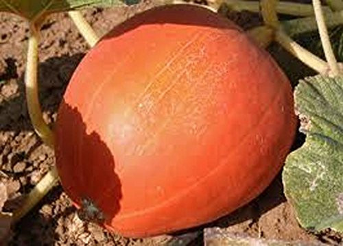 Pumpkin Jack O Lantern Pumpkin Seeds Heirloom Non GMO 100 Seeds Pumpkin Jack O Lantern Pumpkin Seeds Heirloom Non GMO 100 Seeds