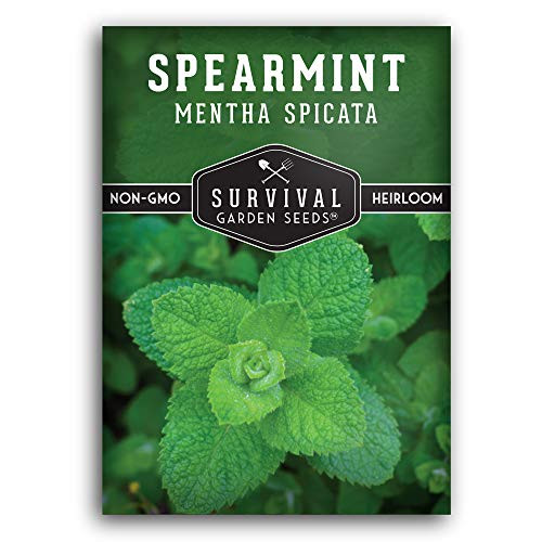 Survival Garden Seeds - Spearmint Seed for Planting - Mentha Spicata Packet with Instructions to Plant and Grow Your Home Herb Garden - Non-GMO Heirloom Variety