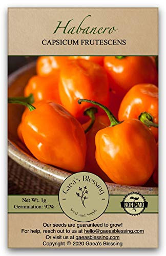 Gaea's Blessing Seeds - Habanero Pepper Seeds -100 Seeds- Non-GMO Seeds with Easy to Follow Planting Instructions - Open-Pollinated Heirloom Hot Pepper Seeds Germination Rate 92 percent Net Wt. 1.0g