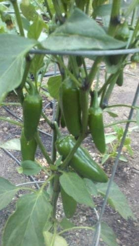 25S-e-e-ds Jalapeno Pepper