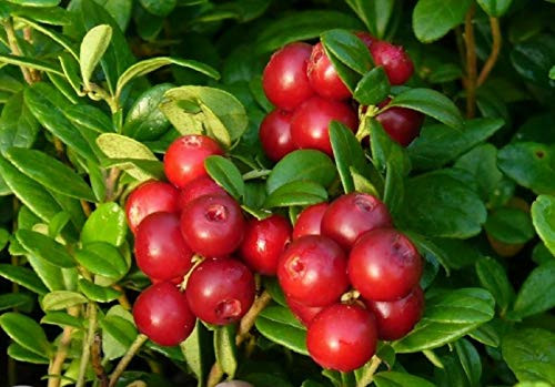 RubyShop724 Mountain Crowberry S-e-EDS Vaccinium Vitis-idaea- 25 S-e-EDS