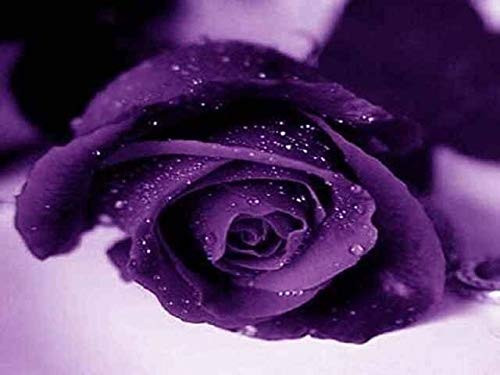 RubyShop724 5 Purple Rose Rosa S-e-e-ds