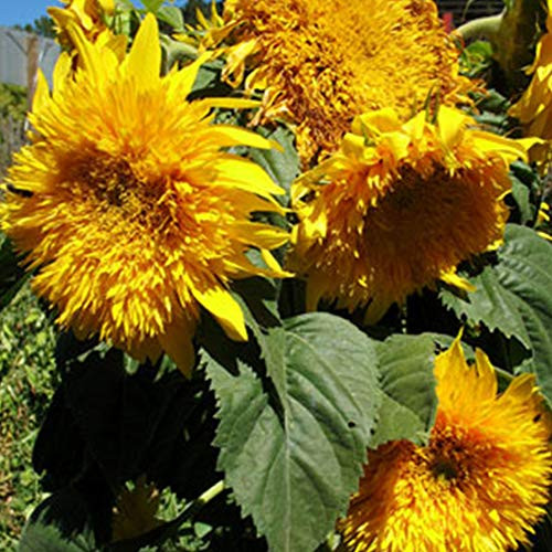 Sunflower Sungold Dwarf - 7 g ~500 Seeds - Non-GMO Open Pollinated - Annual Sun Flower Gardening Seeds