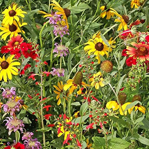 Texas and Oklahoma Mix - 7 g - Covers ~50 Sq. Ft - Non-GMO Open Pollinated - Mix of Annual  and  Perennial Flower  and  Wildflower Gardening Seeds