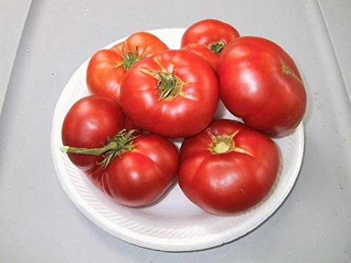 50S-e-e-ds Tomato' Red Ponderosa Tomato' S-e-e-d