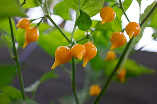 10S-e-e-ds Yellow Biquinho Pepper' S-e-e-ds