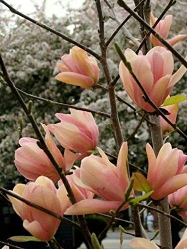 5S-e-e-ds Coral Lake Magnolia S-e-e-ds Lily Flówer Trée Tulip Magnol Liliiflora