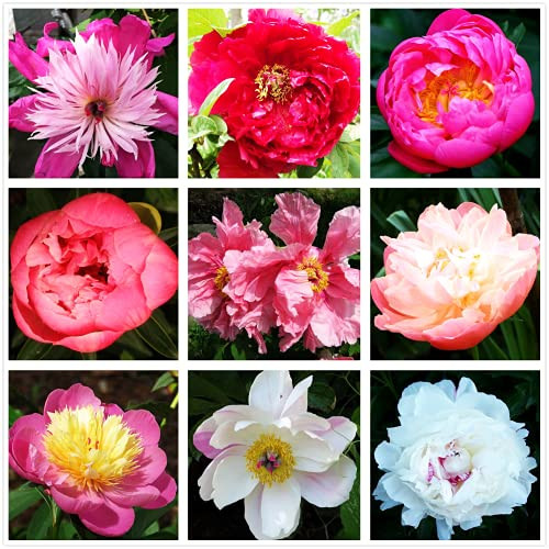 Flower Seeds 20 plus Seeds Mixed Peony Seeds Paeony Peonies Shade Flower Seeds 20 plus Seeds Mixed Peony Seeds Paeony Peonies Shade