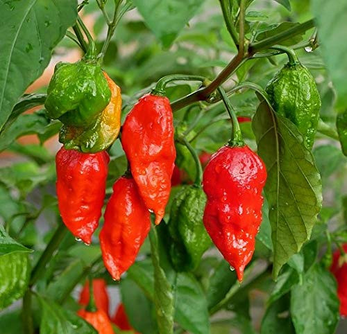 100 plus Ghost Hot Pepper Seeds-bhut jolokia Red Hot Chili Vegetable Seed Organic