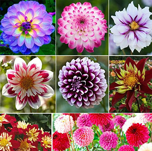 100 plus Rare Mix Dahlia Pompon Flower Seeds Variabilis Beautiful Annual Outdoor 100 plus Rare Mix Dahlia Pompon Flower Seeds Variabilis Beautiful Annual Outdoor