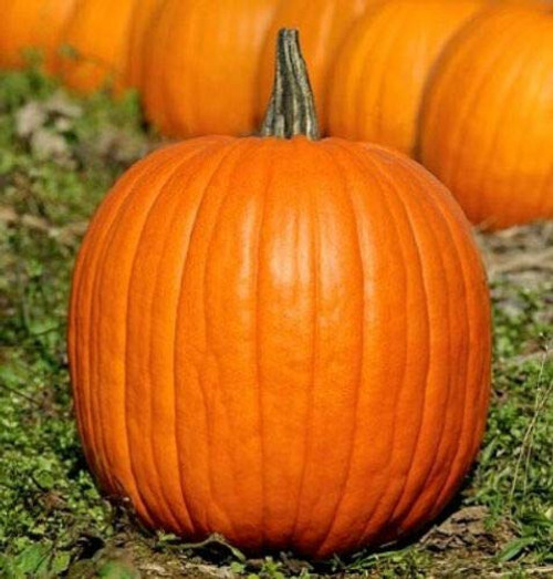 Fresh Seeds - Pumpkin Seeds Jack O Lantern Heirloom Pumpkin Seeds Non-GMO Seeds 30ct Fresh Seeds - Pumpkin Seeds Jack O Lantern Heirloom Pumpkin Seeds Non-GMO Seeds 30ct