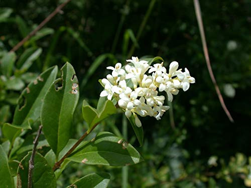 20S-e-e-ds Common Privet European Privet Ligustrum vulgare