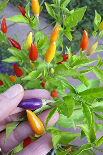 20S-e-eds Pepper S-e-eds "Numex Twilight" chili pepper S-e-ed