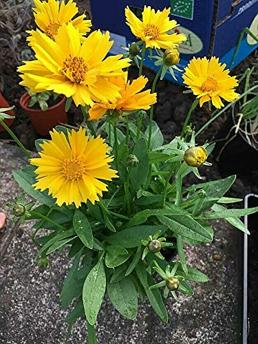 200S-e-eds Lanceleaf Coreopsis S-e-eds TickS-e-ed Coreopsis