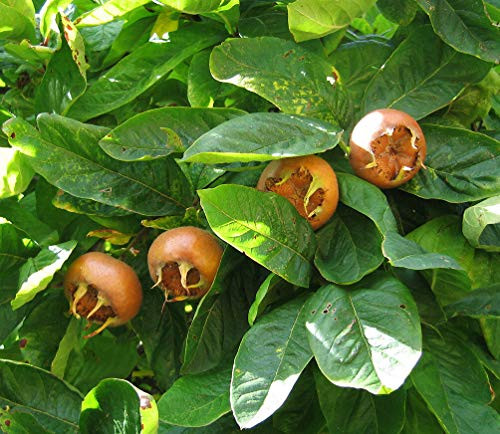 RubyShop724 Medlar Mespilus Germanica 10 S-e-e-ds