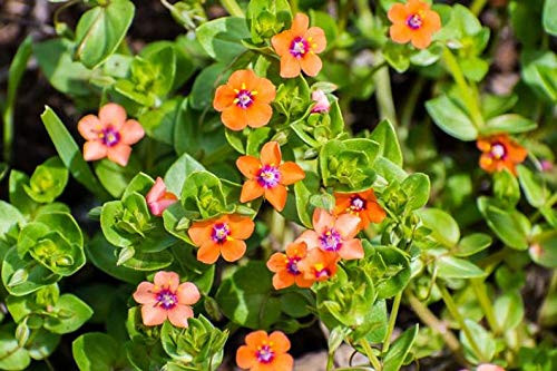 RubyShop724 Pimpernel Scarlet F-l-o-w-er S-e-e-ds -Anagallis Arvensis- 200 plusS-e-e-ds