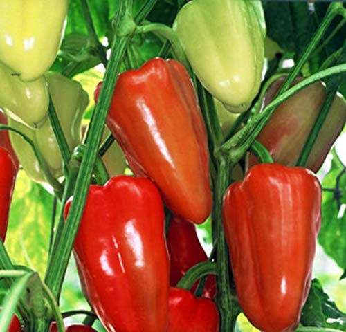 RubyShop724 Pepper' 30Se-e-d - Sweet Gypsy Pepper' Se-e-ds
