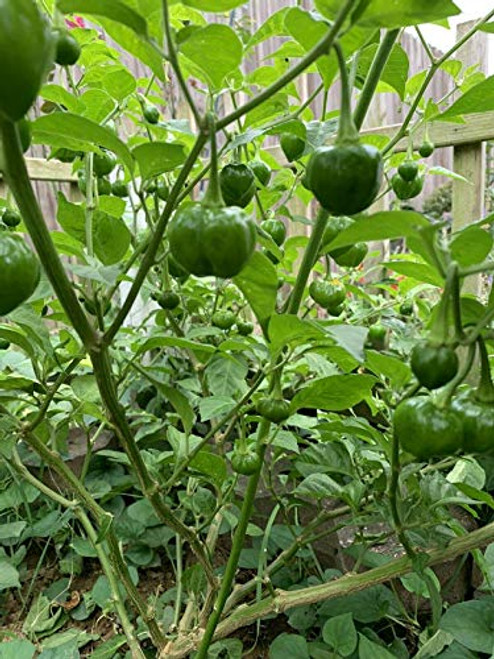 RubyShop724 40S-e-e-ds Yellow Scotch Bonnet Pe'pper hot Jamaican Capsicum Annuum RubyShop724 40S-e-e-ds Yellow Scotch Bonnet Pe'pper hot Jamaican Capsicum Annuum