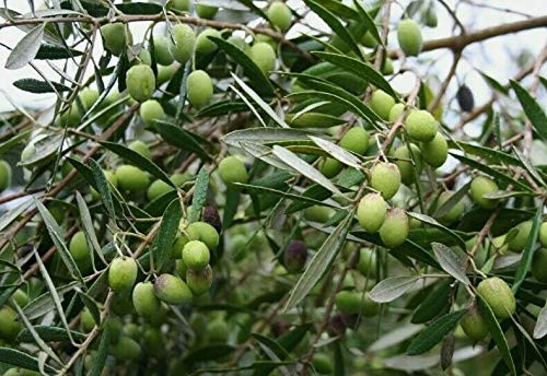 RubyShop724 Common Olive Tr-e-e S-e-EDS - Olea Europaea 15 S-e-EDS