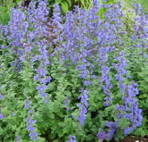 RubyShop724 Catmint Blue Nepeta Mussinii - 50 S-e-EDS