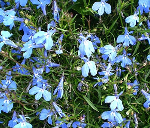 RubyShop724 100S-e-e-ds Lobelia Blue Carpet F-l-o-w-er S-e-e-ds -Lobelia Erinus-