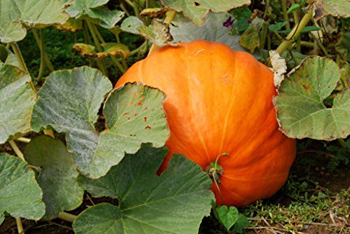 Jack-O-Lantern Pumpkin Seeds 50 Count "COOL BEANS N SPROUTS" Brand. Heirloom. Non-GMO. Home Gardening.