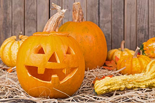 Sweet Yards Seed Co. Organic Jack O Lantern Pumpkin Seeds Approx. 12 Open Pollinated Non-GMO Halloween Pumpkin Seeds Sweet Yards Seed Co. Organic Jack O Lantern Pumpkin Seeds Approx. 12 Open Pollinated Non-GMO Halloween Pumpkin Seeds