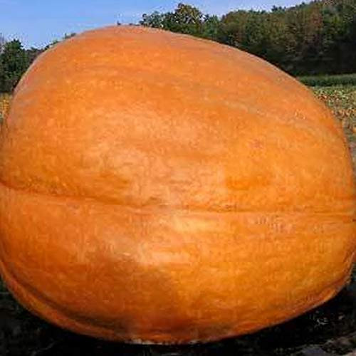 Organic Big Max Pumpkin Seed - 4 Grams ~14 Seeds - Non-GMO Open Pollinated Heirloom Vegetable Gardening Seeds - Giant Pumpkin Seeds Organic Big Max Pumpkin Seed - 4 Grams ~14 Seeds - Non-GMO Open Pollinated Heirloom Vegetable Gardening Seeds - Giant Pumpkin Seeds
