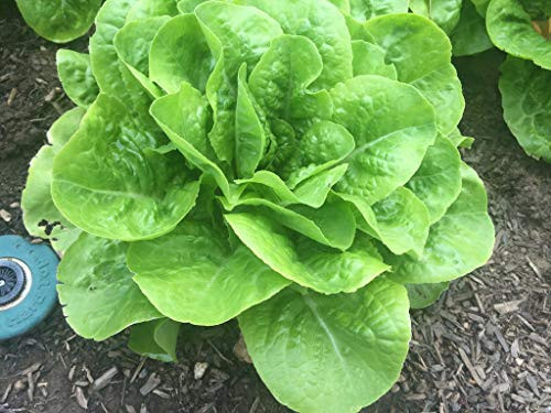 1000S-e-e-ds Buttercrunch Butterhead Léttuce S-e-e-ds