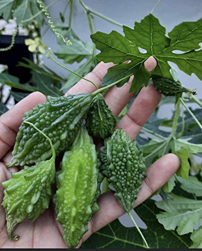 10S-e-e-ds Indian Baby Melon' - Bitter Melon'-bitter Gourd