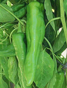 Nu Mex Joe E. Parker Chili Pepper 30 Seeds